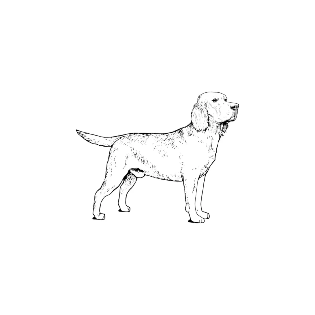 Labrador Retriever Microfiber Duvet Cover